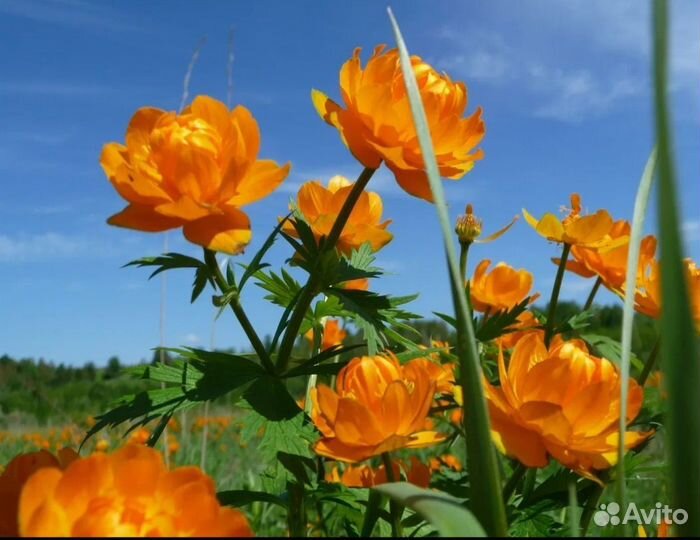 Купальница(жарки)