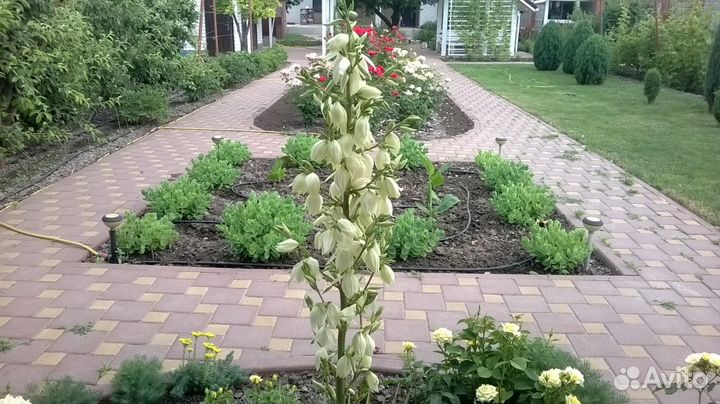 Юкка садовая