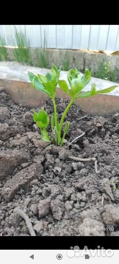 Морозник махровый