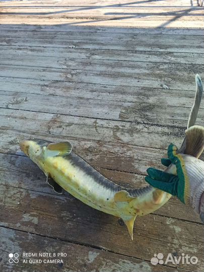 Живая рыба.Малек