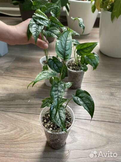 Монстеры и филодендроны