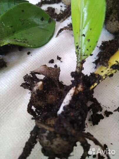 Доллоровое дерево замиокулькас