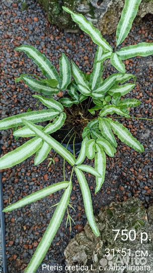 Птерис Критский/ Папоротник