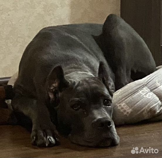 Щенок Кане Корсо девочка 7 месяцев+приданое