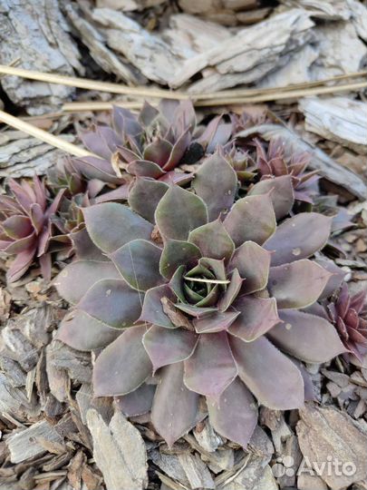 Молодило (Каменная роза)