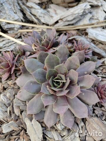 Молодило (Каменная роза)