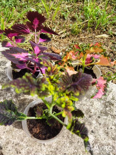 Колеусы сортовые