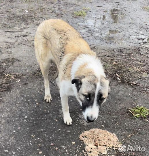 Найдена собака