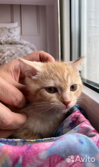 Рыжий котенок мальчик