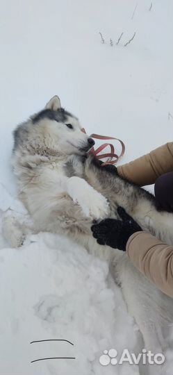 Возьмите мальчика в семью