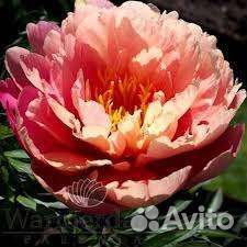 Пион ито- гибрид Бартзелла