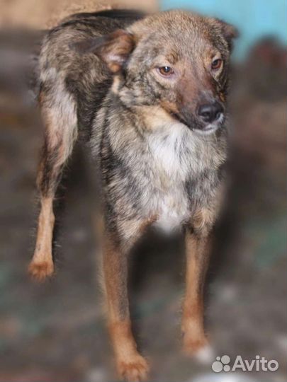 Лисичка ищет дом