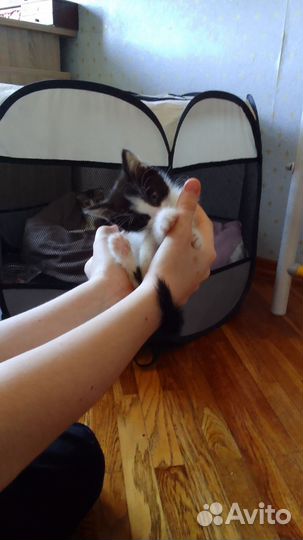 Передержка кошек
