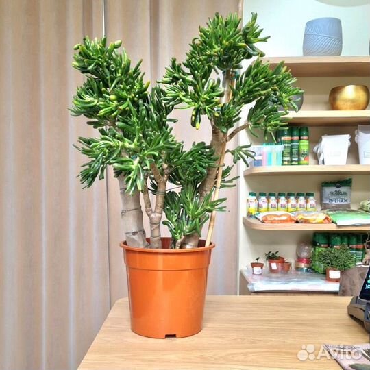 Крассула овата хоббит