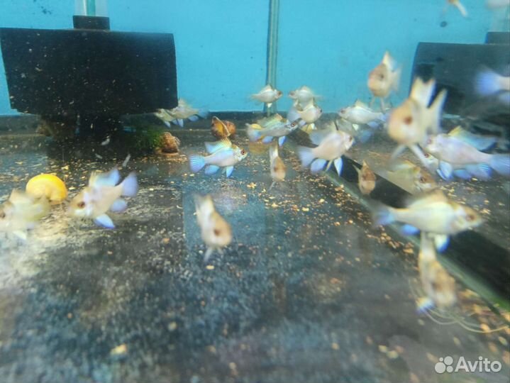 Аквариумные рыбки (розница и опт)