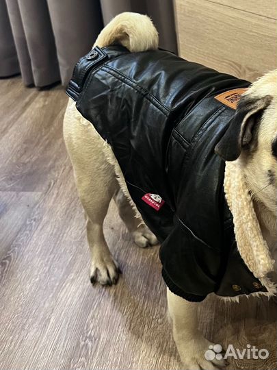 Одежда для собак