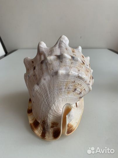 Большая морская раковина cassis cornuta ракушка