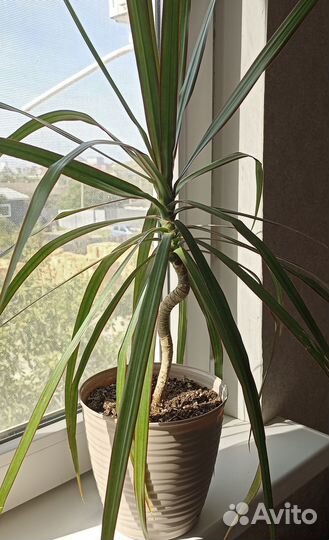 Пальма драцена