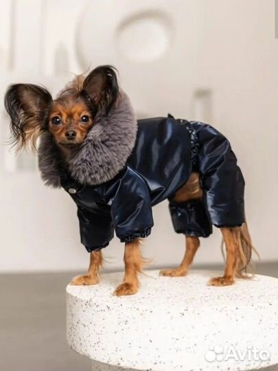 Зимний комбинезон для маленькой собачки