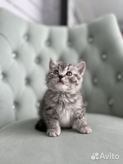 Британские котята