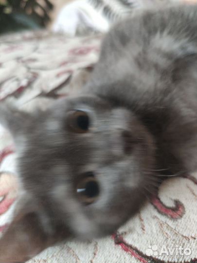 Отдам кота