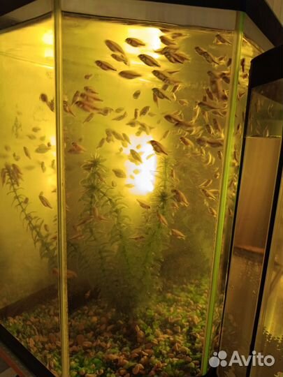 Хромис красавец