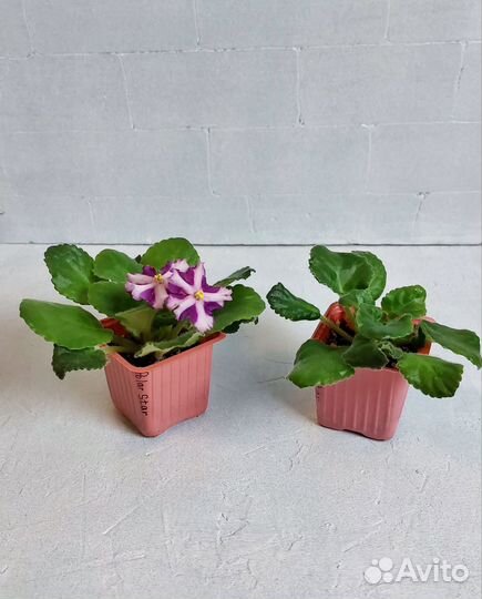 Фиалка химера цветущие