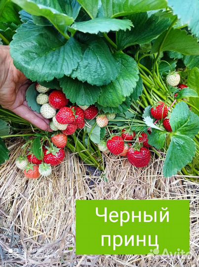 Цветы, клубника, малина, смородина