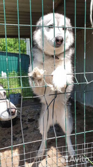 Хаски в добрые руки