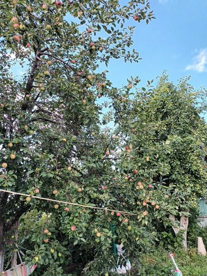 Дача 48 м² на участке 8 сот.