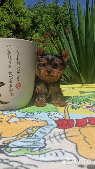 Йоркширский терьер