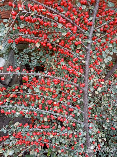 Саженцы кизильника и бересклета