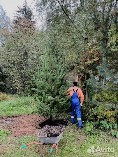 Ель 3.65 метра