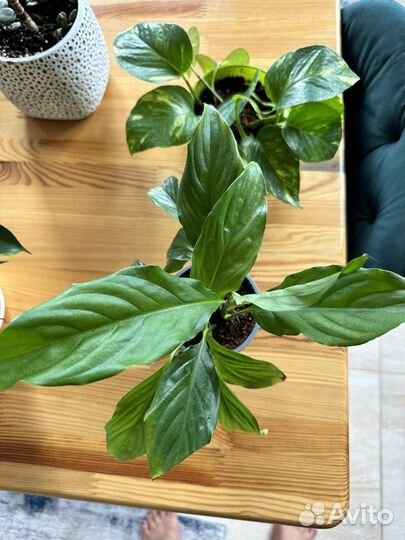 Сциндапсус эпипремнум