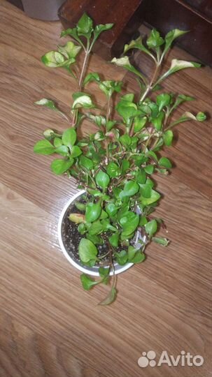 Альтернатера