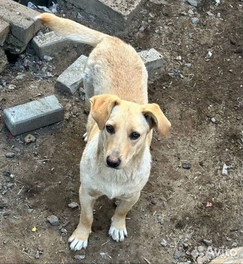 Собака мальчик бесплатно