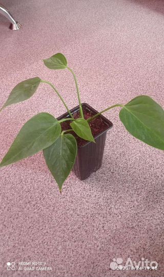 Антуриум Нано Свит