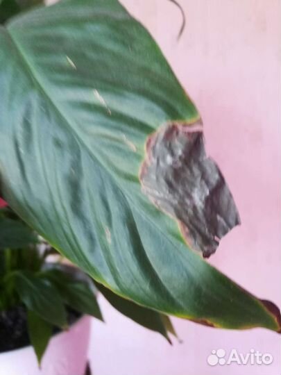 Комнатные растения Спатифиллум