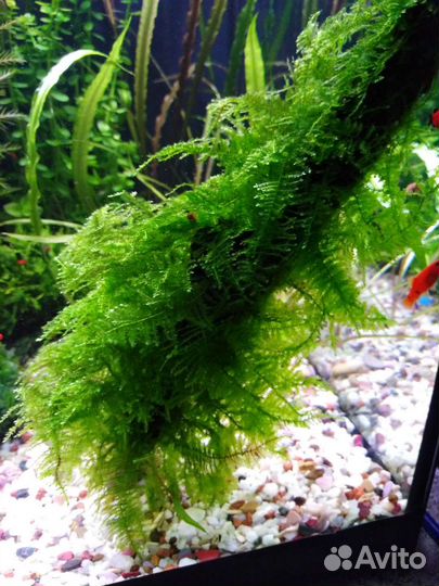 Аквариумные растения
