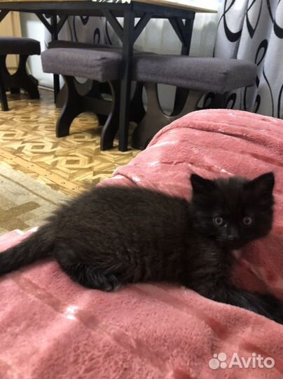 Черный котенок в добрые руки