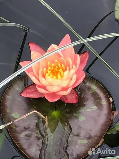 Растения для водоема и Вашего сада