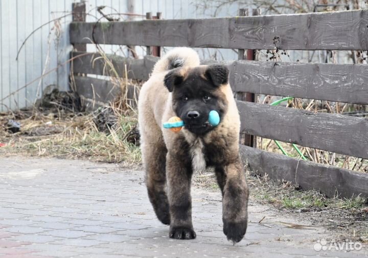 Американская акита кобель