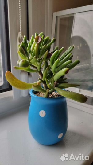 Суккуленты крассула толстянка