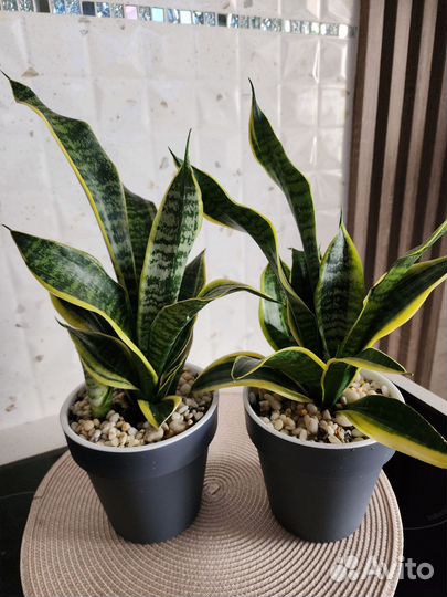 Сансевиерия