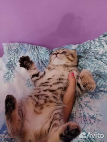 Шотландский вислоухий котёнок