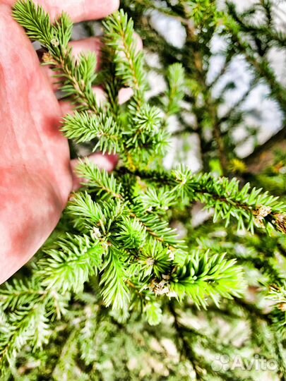 Ель Обыкновенная