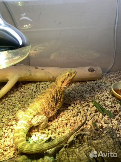 Барадатые агамы с террариумом