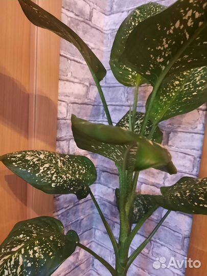 Диффенбахия