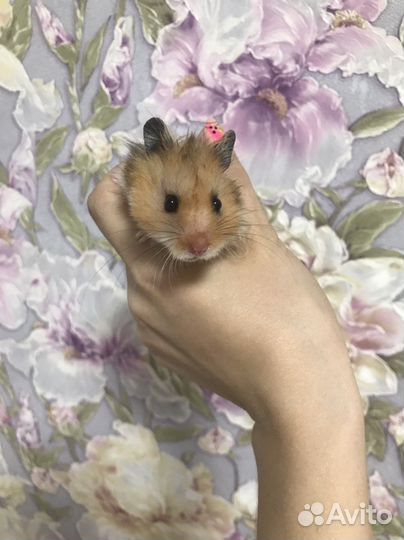 Сирийские хомячки