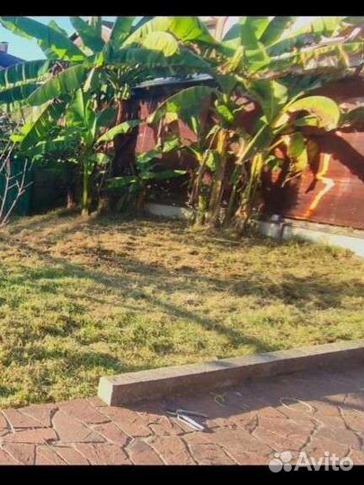 Саженцы банана